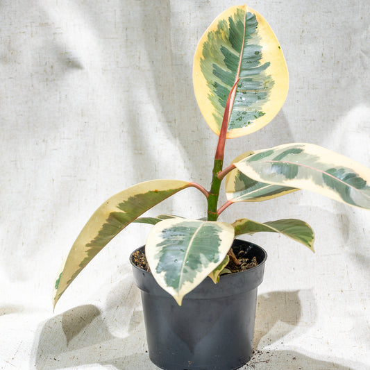 Variegated Rubber Plant (Ficus elastica) in a 5 inch pot. Indoor plant for sale by Promise Supply for delivery and pickup in Toronto