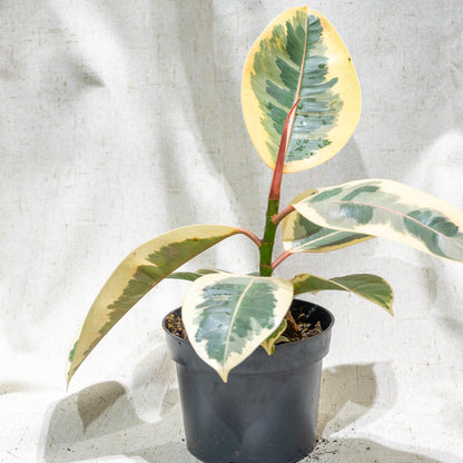 Variegated Rubber Plant (Ficus elastica) in a 5 inch pot. Indoor plant for sale by Promise Supply for delivery and pickup in Toronto