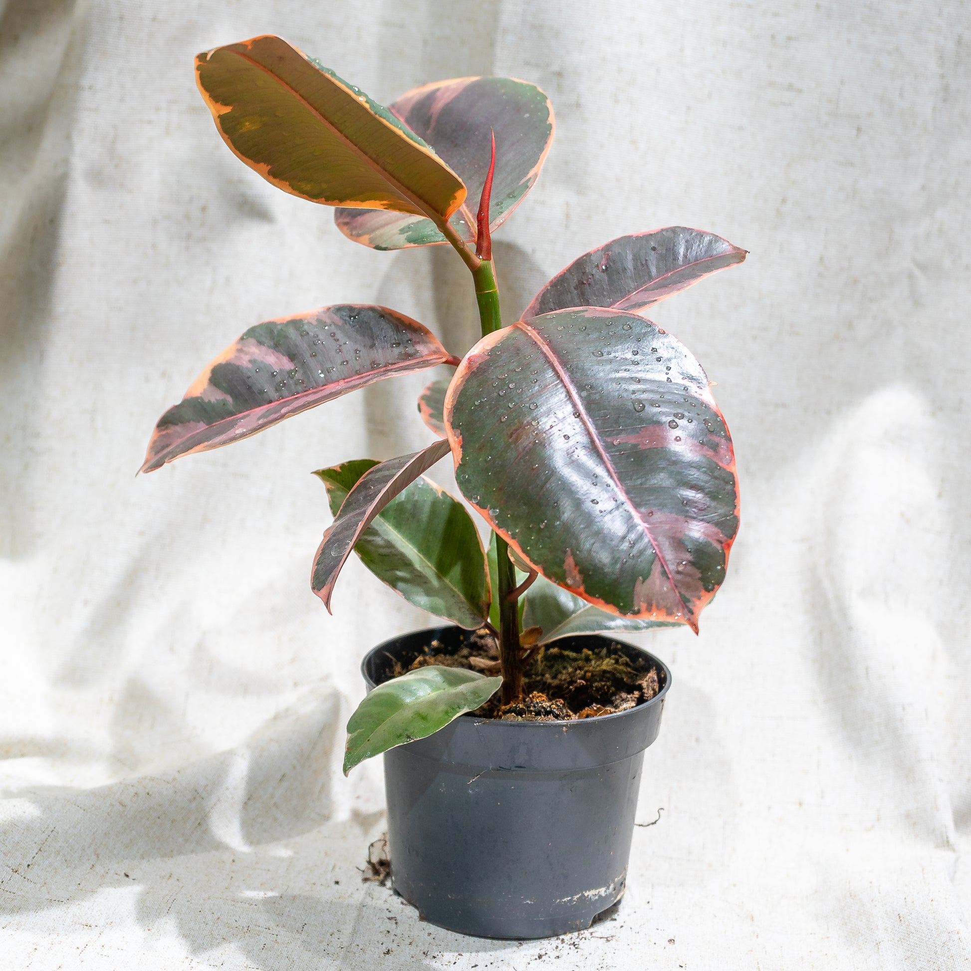 Ruby Rubber Plant (Ficus elastica) in a 5 inch pot. Indoor plant for sale by Promise Supply for delivery and pickup in Toronto