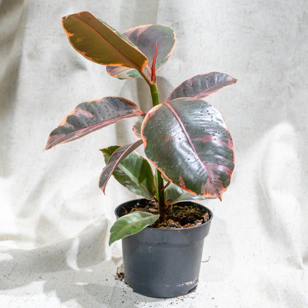 Ruby Rubber Plant Tree: Ficus elastica - 5 inch pot 