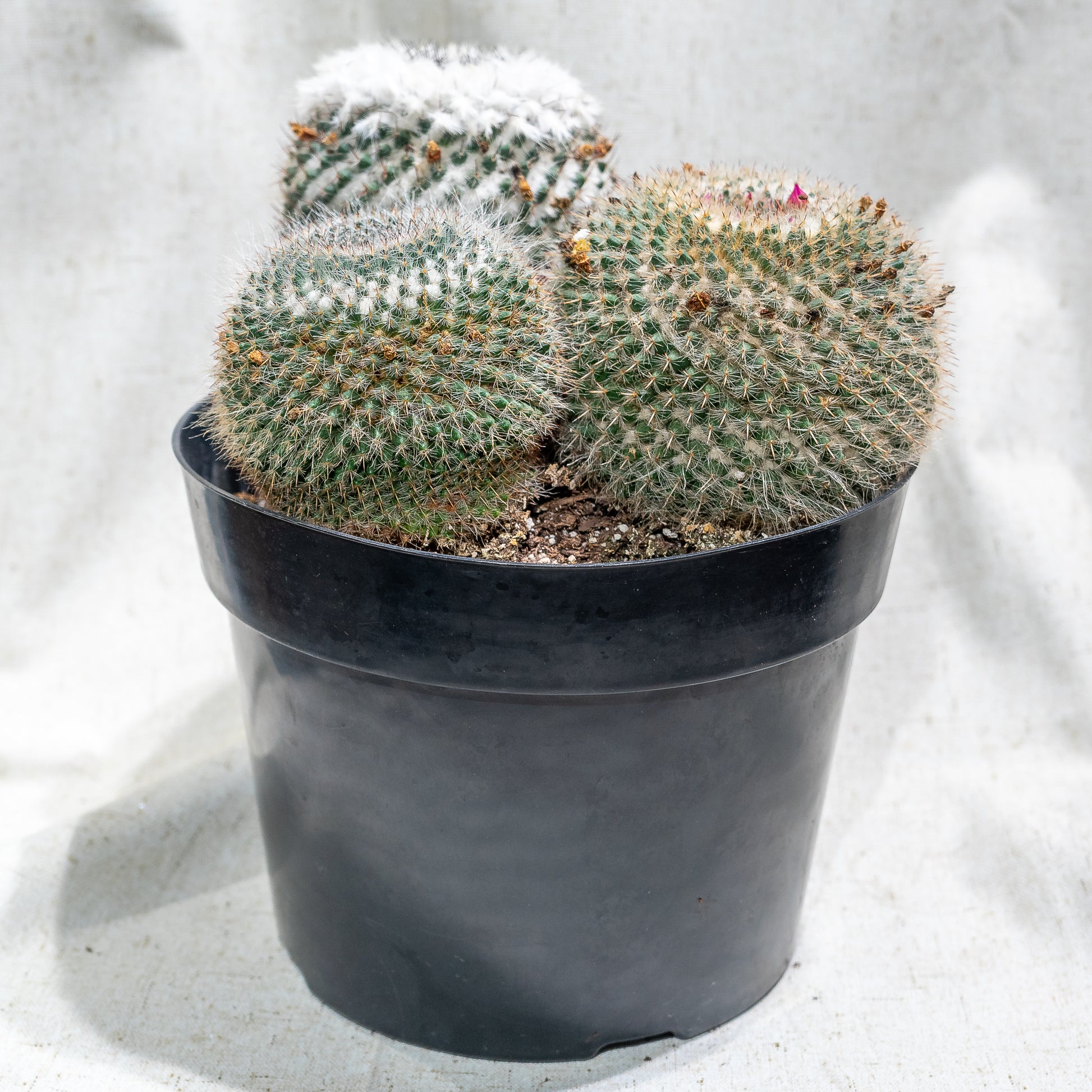 Globe Cactus (Mammillaria) in a 8 inch pot. Indoor plant for sale by Promise Supply for delivery and pickup in Toronto