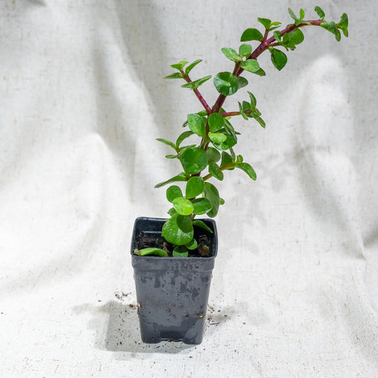 Elephant Bush (Crassula ovata) in a 2 inch pot. Indoor plant for sale by Promise Supply for delivery and pickup in Toronto