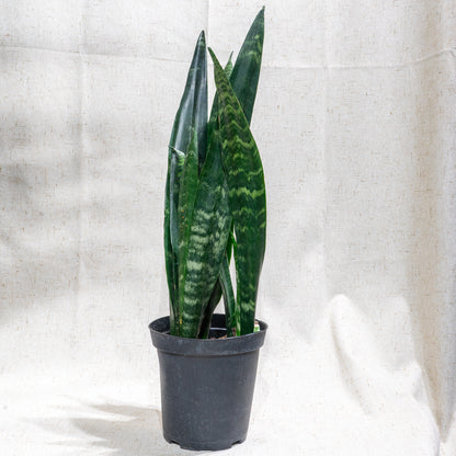 Snake Plant (Sansevieria trifasciata) in a 6 inch pot. Indoor plant for sale by Promise Supply for delivery and pickup in Toronto