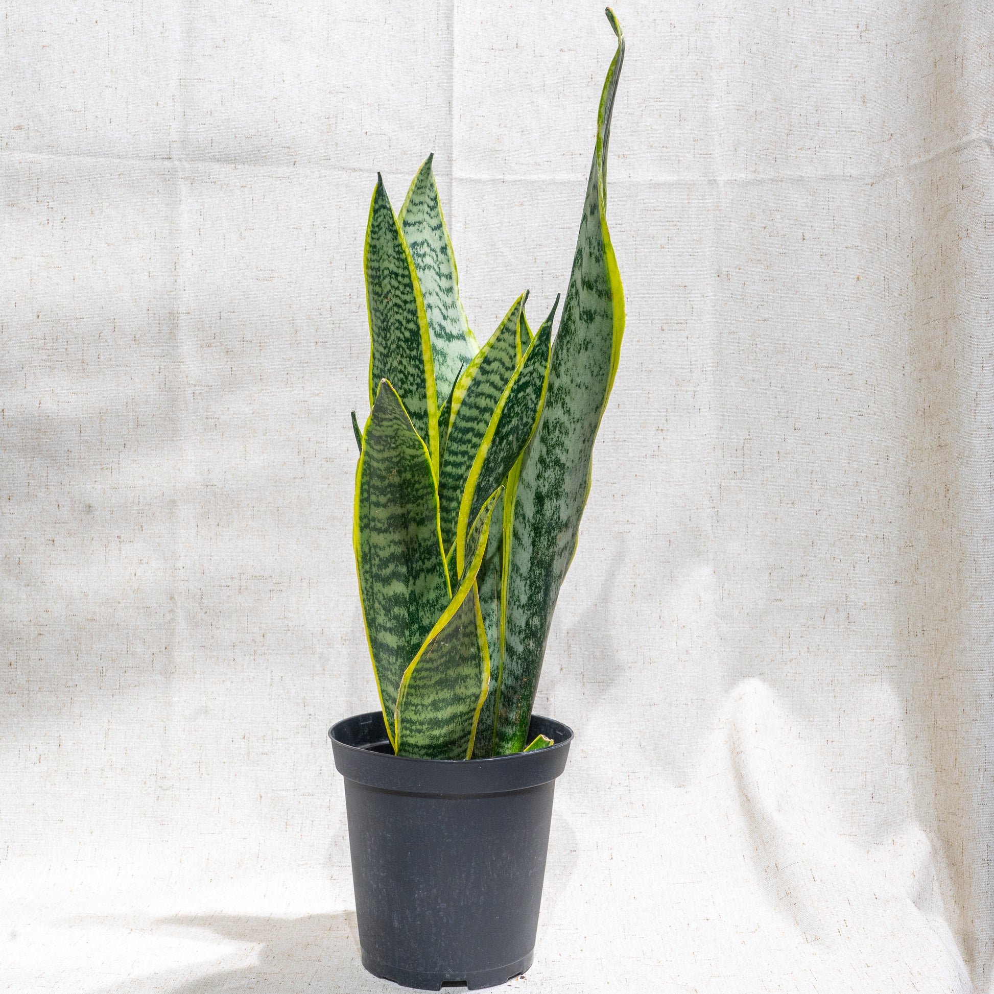 Yellow Snake Plant (Sansevieria trifasciata) in a 6 inch pot. Indoor plant for sale by Promise Supply for delivery and pickup in Toronto