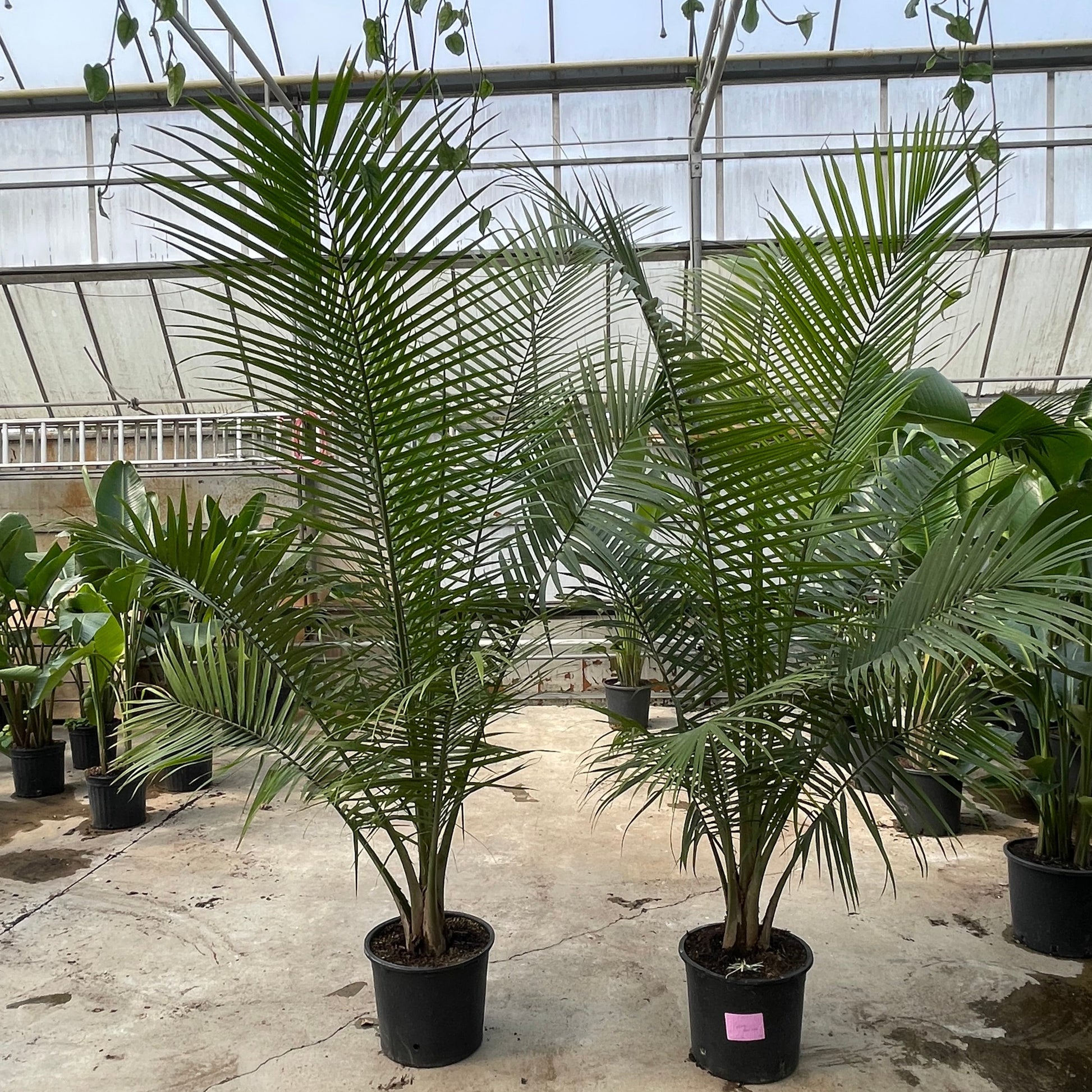 Majesty Palm - 7 Foot Plant - 14