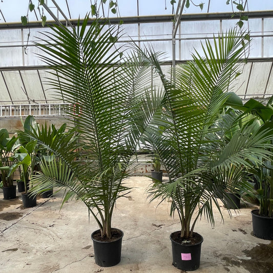 Majesty Palm, Majestic Palm (Ravenea rivularis) in a 14 inch pot. Indoor plant for sale by Promise Supply for delivery and pickup in Toronto