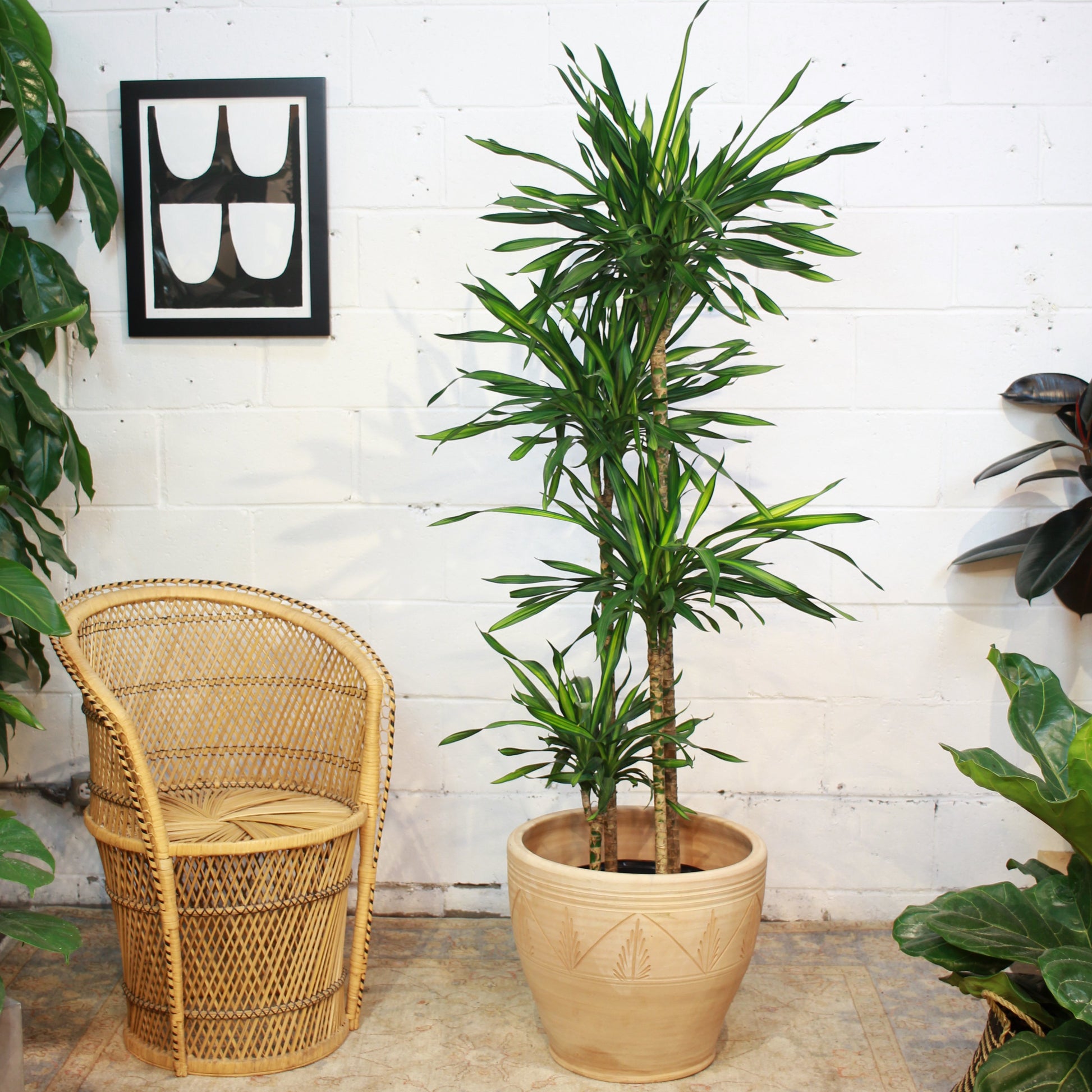 dracaena fragrans rikki Rikki Staggered Cane: Dracaena - 10" Pot