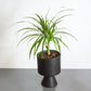 Dragon Tree (Dracaena marginata) in a 6 inch pot. Indoor plant for sale by Promise Supply for delivery and pickup in Toronto