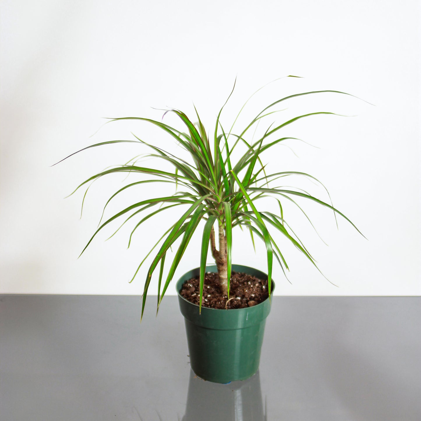 Aboera, Dracaena (Dracaena marginata) in a 6 inch pot. Indoor plant for sale by Promise Supply for delivery and pickup in Toronto