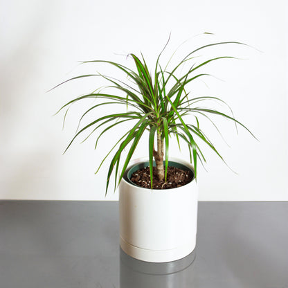 Dragon Tree (Dracaena marginata) in a 6 inch pot. Indoor plant for sale by Promise Supply for delivery and pickup in Toronto