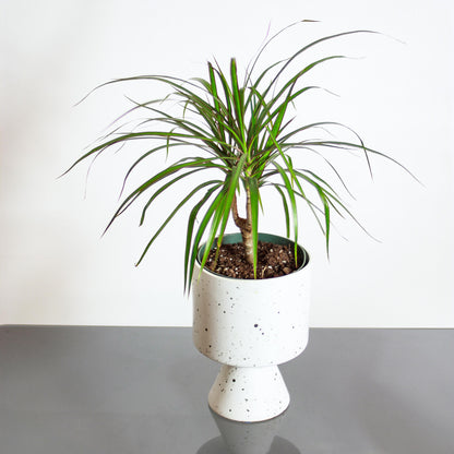 Dragon Tree (Dracaena marginata) in a 6 inch pot. Indoor plant for sale by Promise Supply for delivery and pickup in Toronto