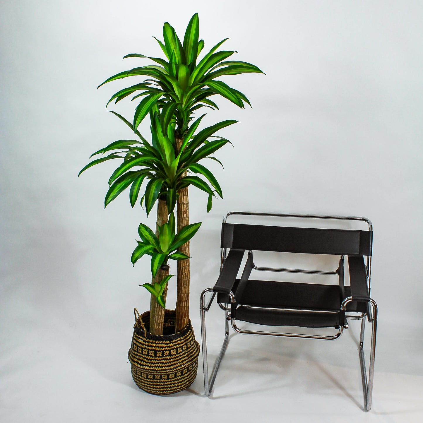 Staggered Corn Plant (Dracaena massangeana) in a 12 inch pot. Indoor plant for sale by Promise Supply for delivery and pickup in Toronto