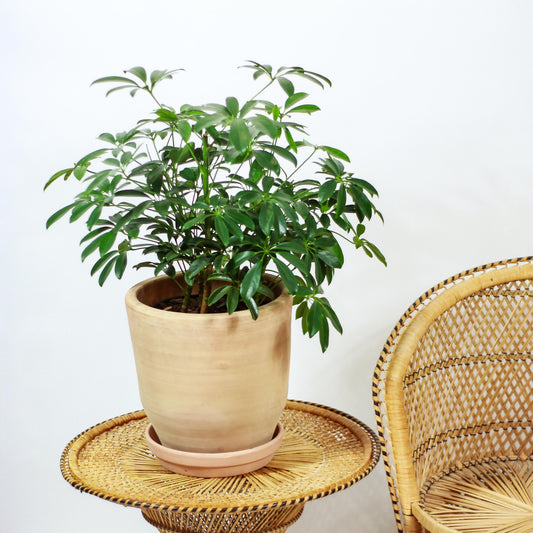 Umbrella Tree (Schefflera arboricola) in a 10 inch pot. Indoor plant for sale by Promise Supply for delivery and pickup in Toronto