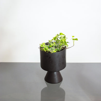 Variegated English Ivy (Hedera helix) in a 6 inch pot. Indoor plant for sale by Promise Supply for delivery and pickup in Toronto