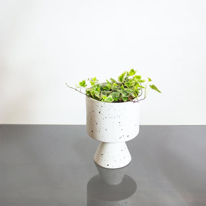 Variegated English Ivy (Hedera helix) in a 6 inch pot. Indoor plant for sale by Promise Supply for delivery and pickup in Toronto