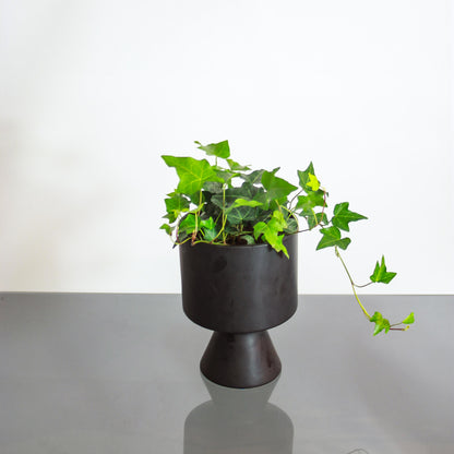 Green English Ivy (Hedera helix) in a 6 inch pot. Indoor plant for sale by Promise Supply for delivery and pickup in Toronto