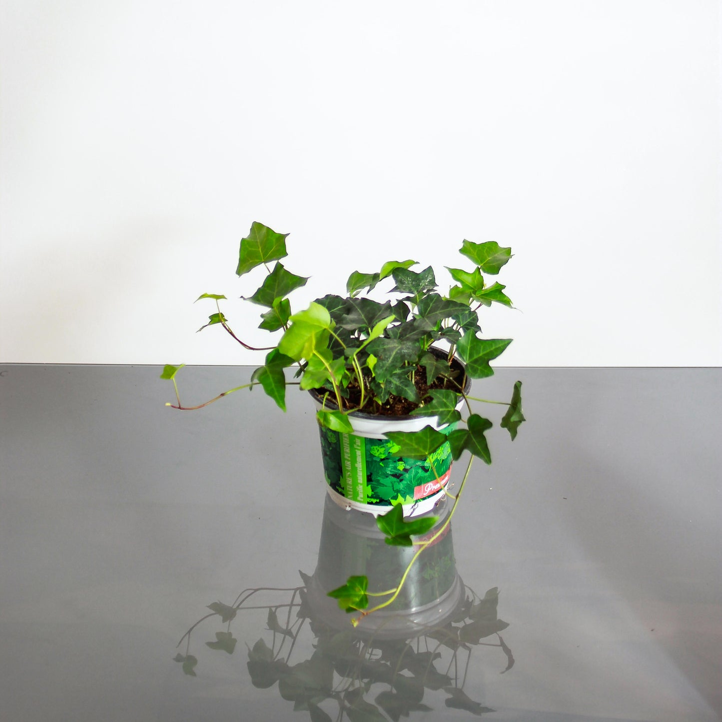 hedera indoor plant English Ivy: Hedera Helix - 6" Pot