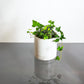 Green English Ivy (Hedera helix) in a 6 inch pot. Indoor plant for sale by Promise Supply for delivery and pickup in Toronto