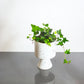 Green English Ivy (Hedera helix) in a 6 inch pot. Indoor plant for sale by Promise Supply for delivery and pickup in Toronto