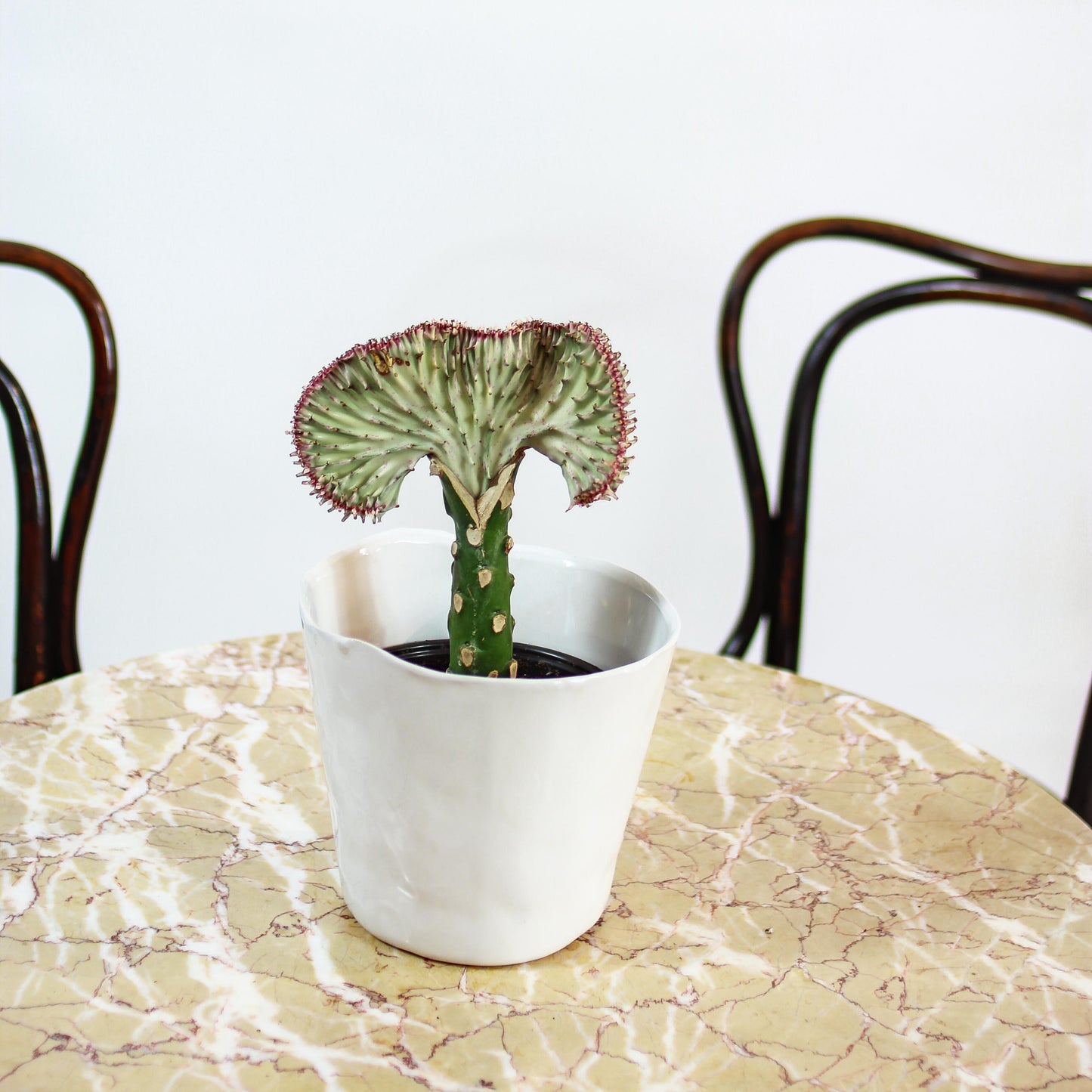 coral cactus indoor plant White Grafted Coral Cactus: Euphorbia - 5" Pot
