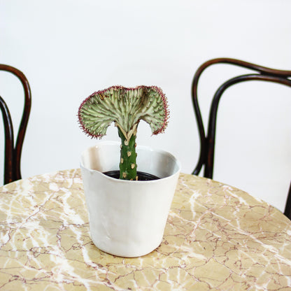 White Coral Cactus Grafted (Euphorbia lactea) in a 5 inch pot. Indoor plant for sale by Promise Supply for delivery and pickup in Toronto
