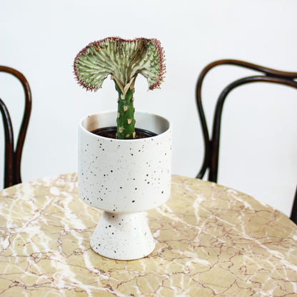White Coral Cactus Grafted (Euphorbia lactea 'Cristata') in a 5 inch pot. Indoor plant for sale by Promise Supply for delivery and pickup in Toronto
