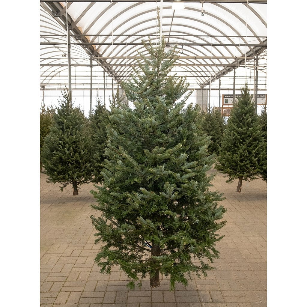 Christmas Tree: Balsam and Fraser Fir Hybrid - Fresh Cut Tree