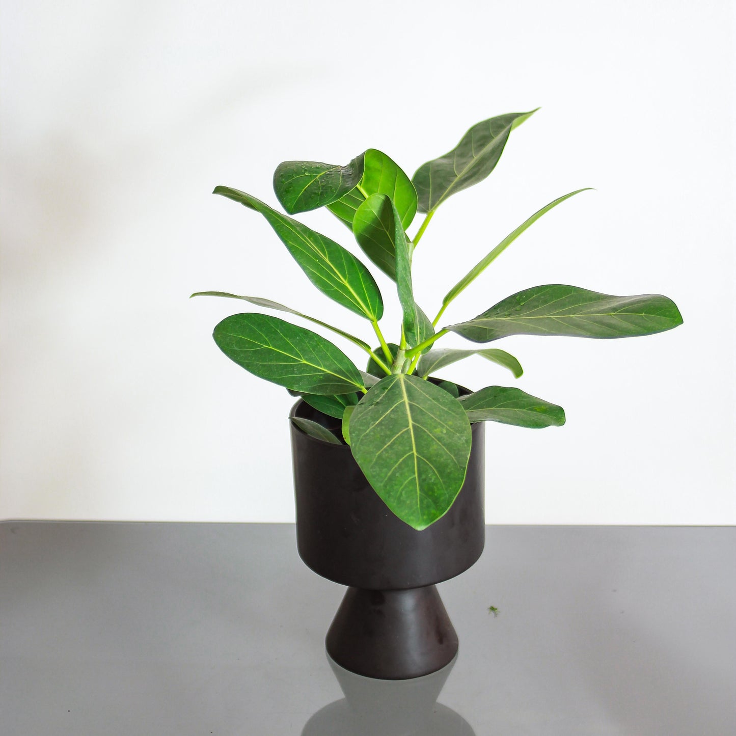 Ficus Audrey (Ficus benghalensis) in a 6 inch pot. Indoor plant for sale by Promise Supply for delivery and pickup in Toronto