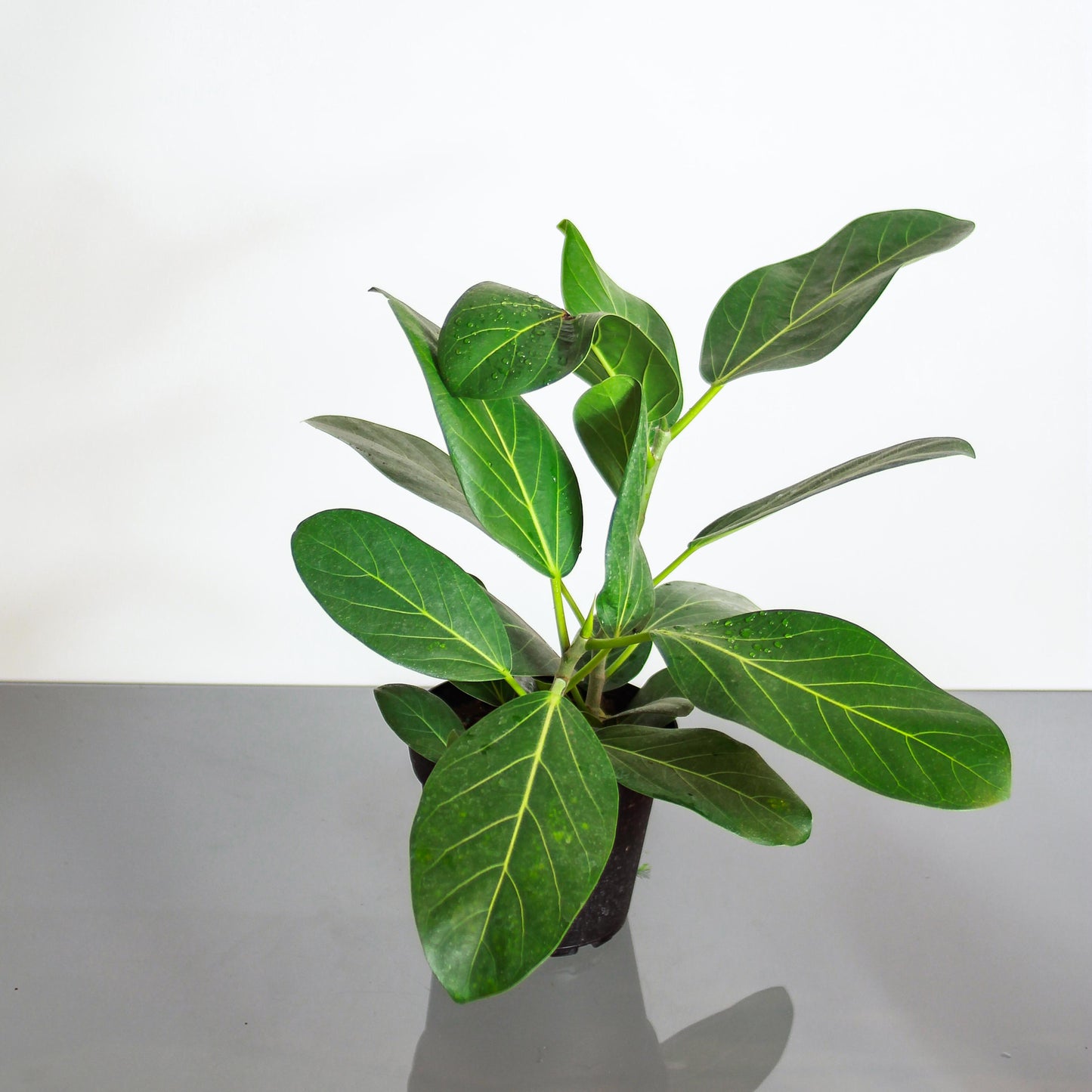 Ficus Audrey (Ficus benghalensis) in a 6 inch pot. Indoor plant for sale by Promise Supply for delivery and pickup in Toronto