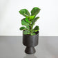 Fiddle Leaf Fig (Ficus lyrata 'Bambino') in a 6 inch pot. Indoor plant for sale by Promise Supply for delivery and pickup in Toronto
