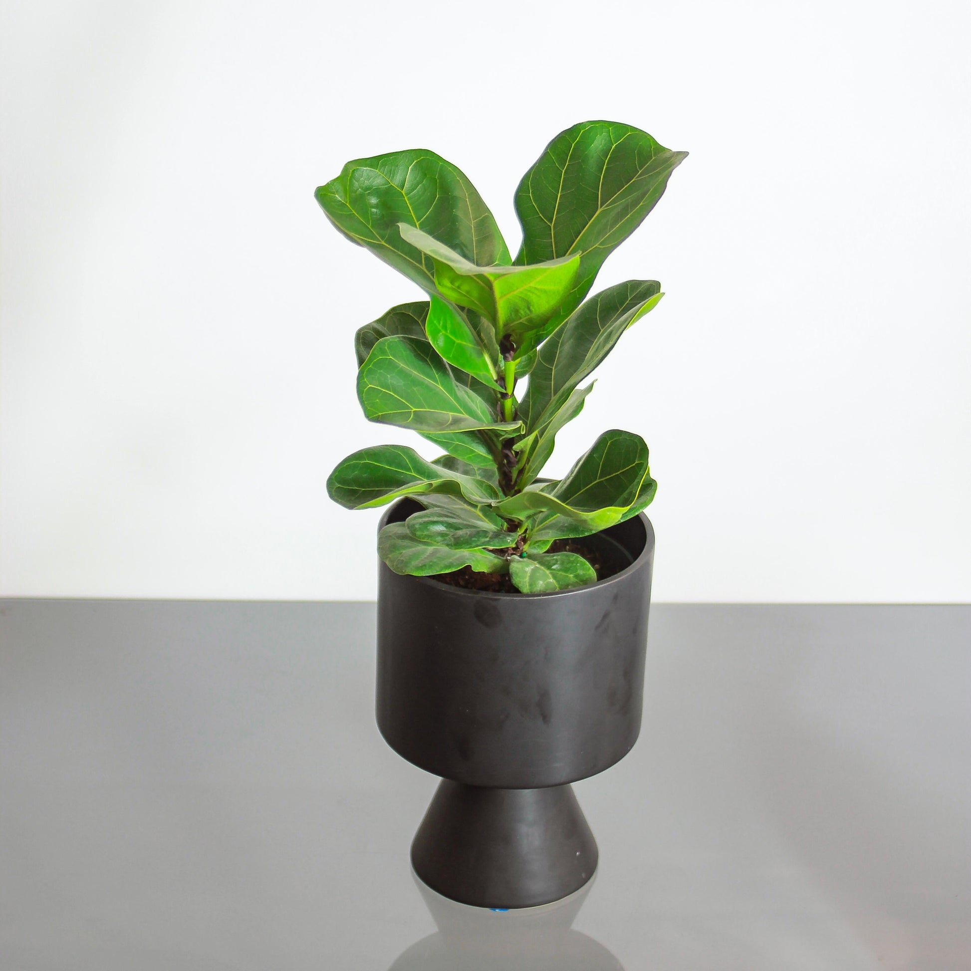best pots for fiddle leaf fig Bambino Fiddle Leaf Fig Column - 6" Pot