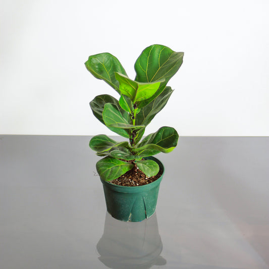The Fiddle Leaf Fig, Banjo Fig, Fig Tree (Ficus lyrata) in a 6 inch pot. Indoor plant for sale by Promise Supply for delivery and pickup in Toronto