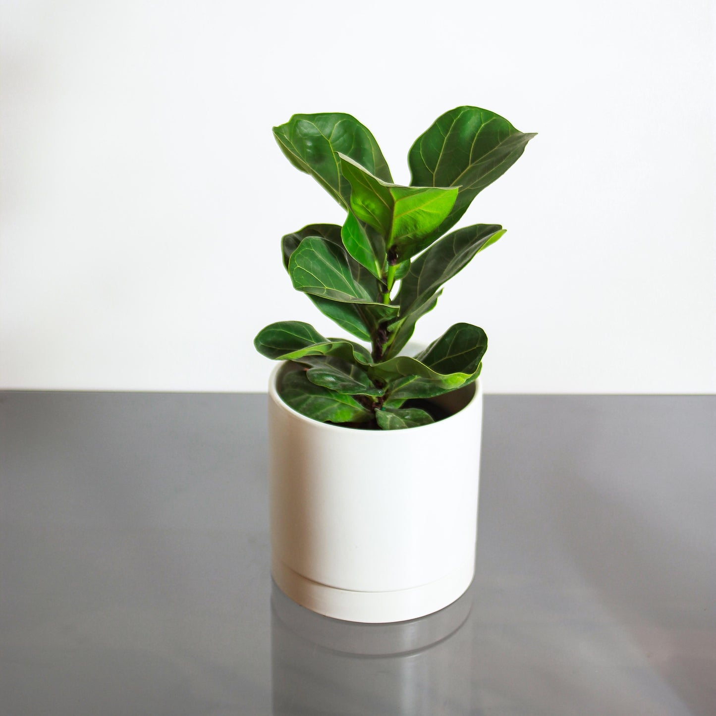 Fiddle Leaf Fig (Ficus lyrata 'Bambino') in a 6 inch pot. Indoor plant for sale by Promise Supply for delivery and pickup in Toronto