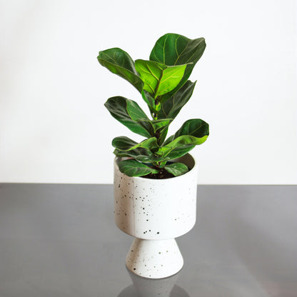 Fiddle Leaf Fig (Ficus lyrata 'Bambino') in a 6 inch pot. Indoor plant for sale by Promise Supply for delivery and pickup in Toronto