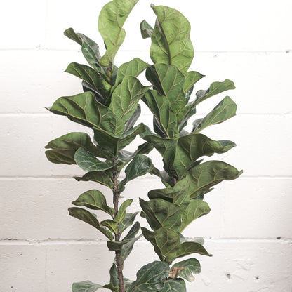 Small Leaf Fiddle Leaf Fig (Ficus lyrata 'Bambino') in a 10 inch pot. Indoor plant for sale by Promise Supply for delivery and pickup in Toronto