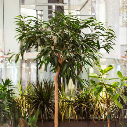 Ficus Alii, Banana leaf fig, Ficus longifolia, Ficus binnendijkii (Ficus alii) in a 17 inch pot. Indoor plant for sale by Promise Supply for delivery and pickup in Toronto
