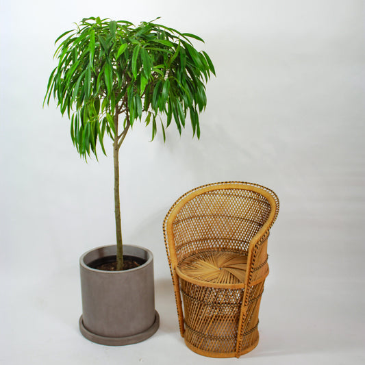 Ficus Alii, Banana leaf fig, Ficus longifolia, Ficus binnendijkii (Ficus alii) in a 14 inch pot. Indoor plant for sale by Promise Supply for delivery and pickup in Toronto