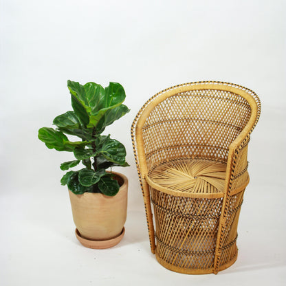 Fiddle Leaf Fig Bush (Ficus lyrata) in a 10 inch pot. Indoor plant for sale by Promise Supply for delivery and pickup in Toronto