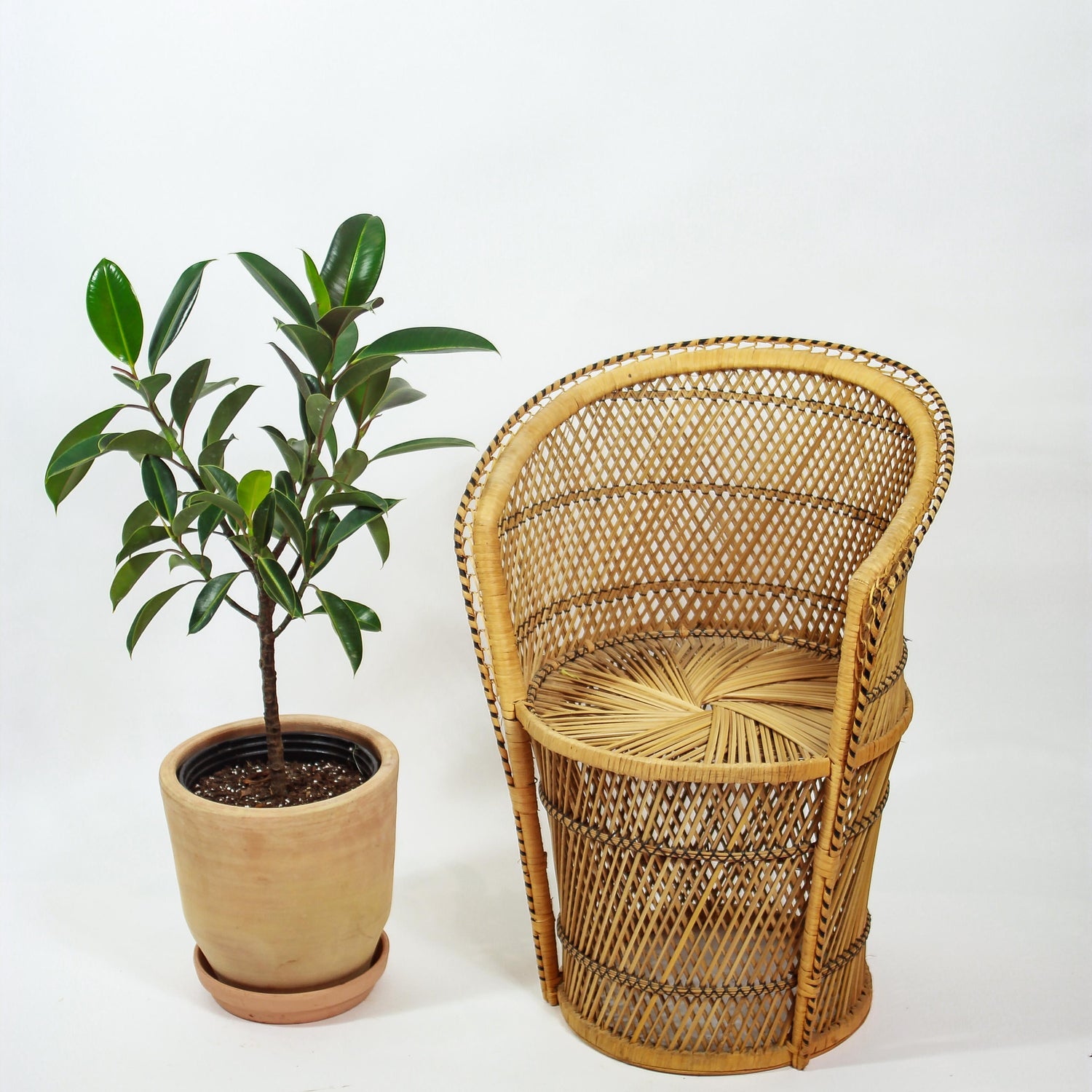 Melany Rubber Tree (Ficus elastica) in a 10 inch pot. Indoor plant for sale by Promise Supply for delivery and pickup in Toronto