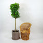Ficus Daniella, Ficus Moclame, Indian Laurel (Ficus microcarpa) in a 14 inch pot. Indoor plant for sale by Promise Supply for delivery and pickup in Toronto