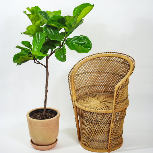 Fiddle Leaf Fig Tree (Ficus lyrata) in a 10 inch pot. Indoor plant for sale by Promise Supply for delivery and pickup in Toronto