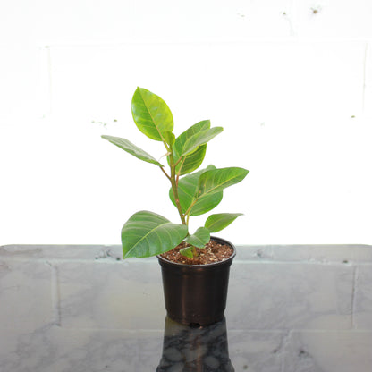 Yellow Gem Fig (Ficus altissima) in a 6 inch pot. Indoor plant for sale by Promise Supply for delivery and pickup in Toronto