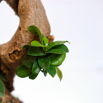 Ginseng Bonsai S Shape (Ficus retusa) in a 8 inch pot. Indoor plant for sale by Promise Supply for delivery and pickup in Toronto