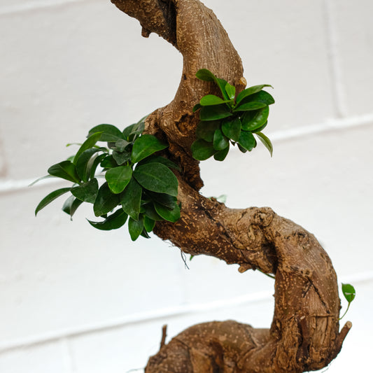Ginseng Bonsai S Shape (Ficus retusa) in a 8 inch pot. Indoor plant for sale by Promise Supply for delivery and pickup in Toronto