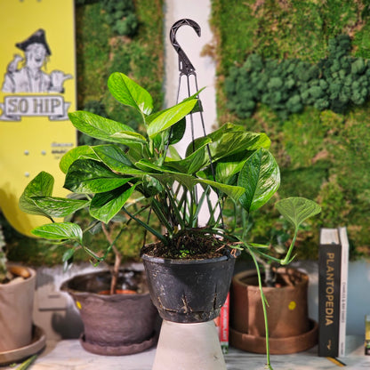 Monstera Peru (Monstera karstenianum) in a 8 inch pot. Indoor plant for sale by Promise Supply for delivery and pickup in Toronto
