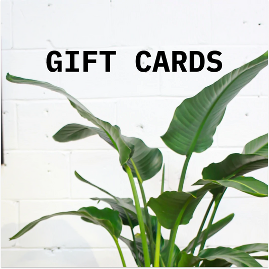 Promise Gift Card for Plants + Pots + More —  gift box on white background — for sale by Promise Supply in Toronto.