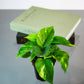 Pothos, Devil's Ivy, Money Plant, Money Vine (Epipremnum aureum) in a 4 inch pot. Indoor plant for sale by Promise Supply for delivery and pickup in Toronto
