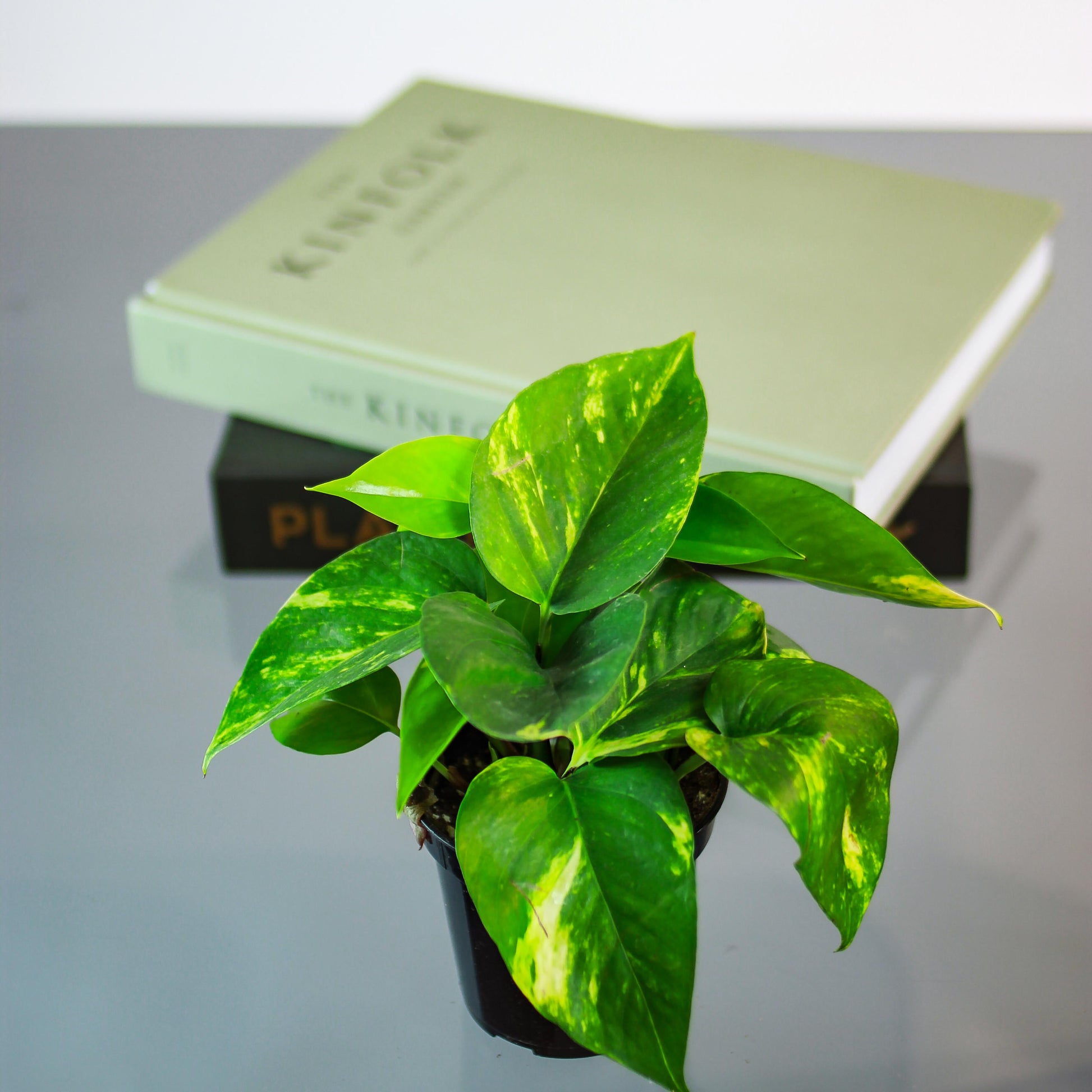4 inch golden pothos Golden Pothos: Epipremnum Aureum - 4" Pot