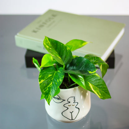 Golden Pothos (Epipremnum aureum) in a 4 inch pot. Indoor plant for sale by Promise Supply for delivery and pickup in Toronto