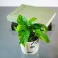 Golden Pothos (Epipremnum aureum) in a 4 inch pot. Indoor plant for sale by Promise Supply for delivery and pickup in Toronto